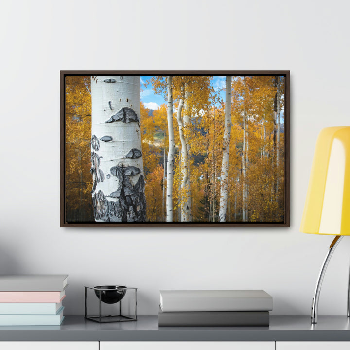 Aspens Changing - Canvas with Frame