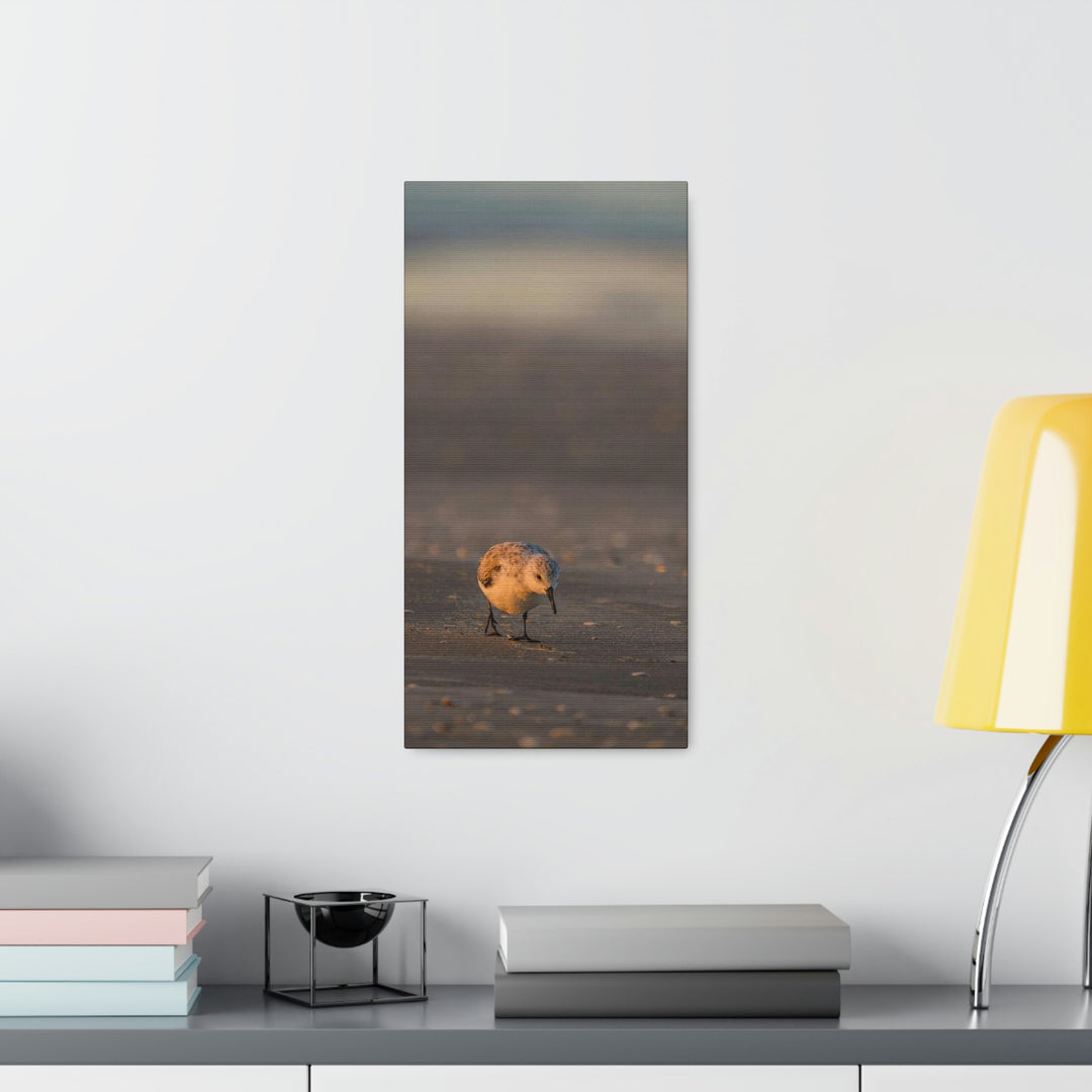 Feeding Sanderling - Canvas