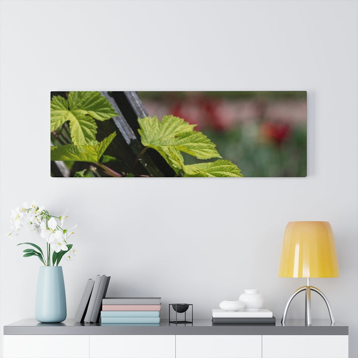 Ivy-Covered Fence - Canvas