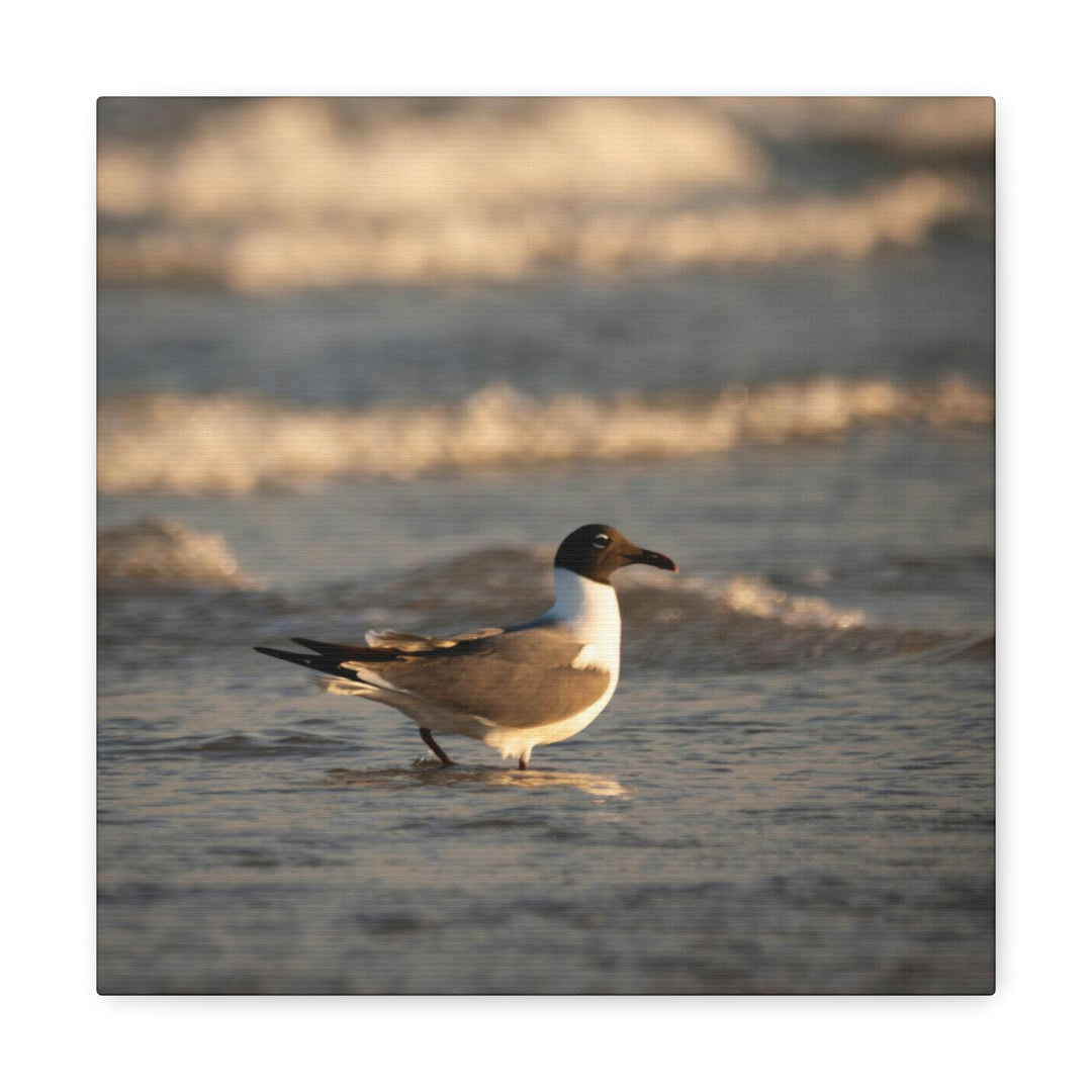 Laughing Gull in the Surf - Canvas