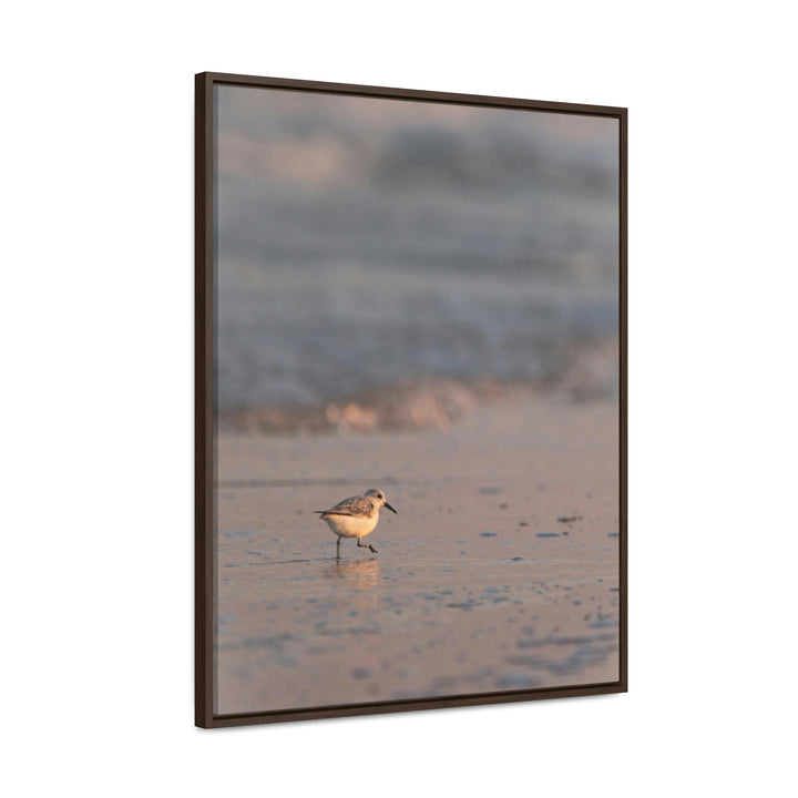 Sanderling in Soft Dusk Light - Canvas with Frame