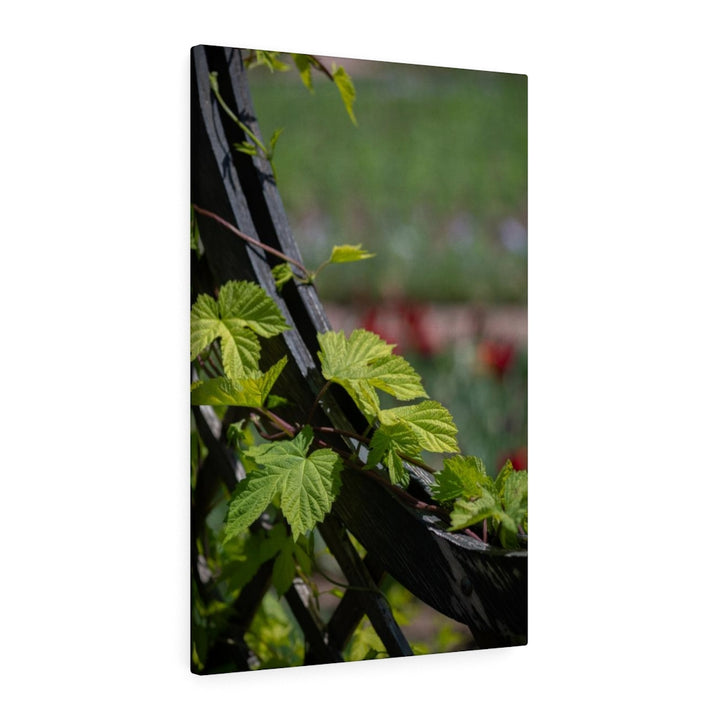 Ivy-Covered Fence - Canvas