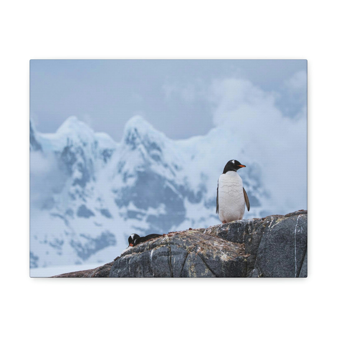 Poised Penguin - Canvas