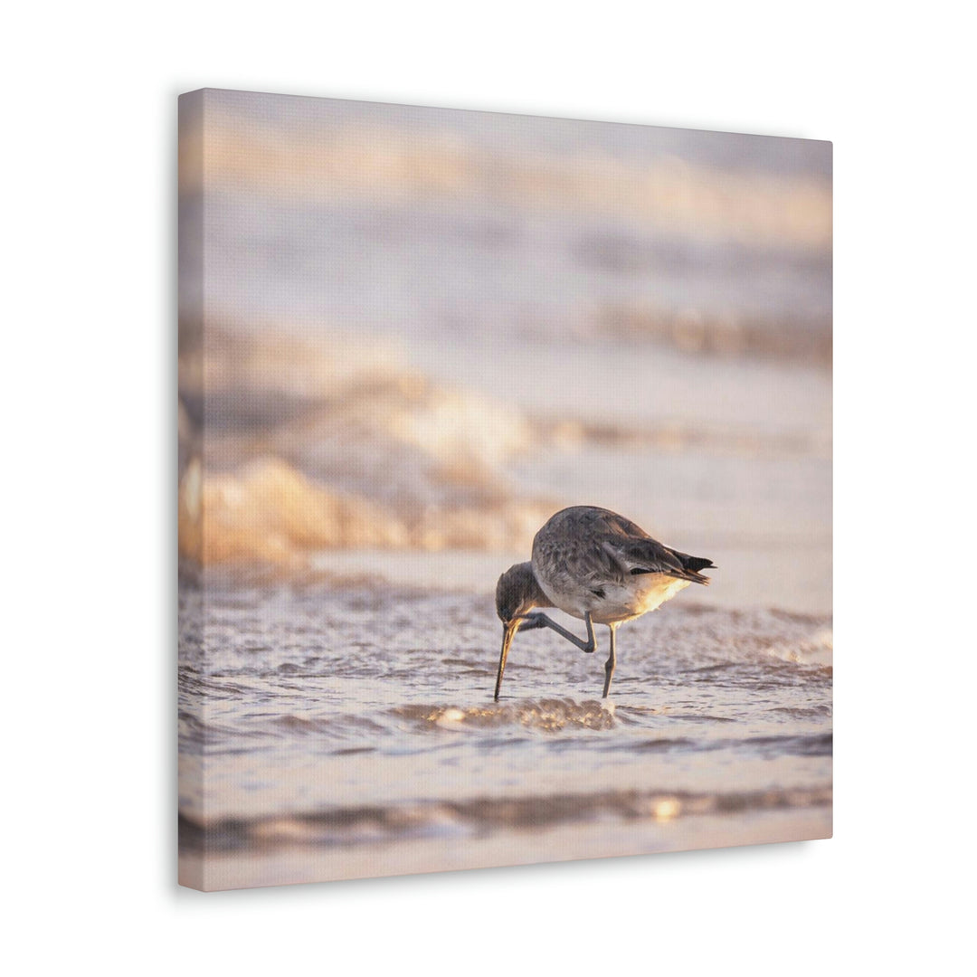 Willet Itch - Canvas