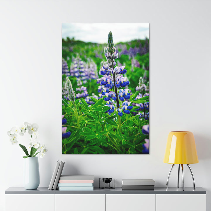 Glowing Lupin - Canvas