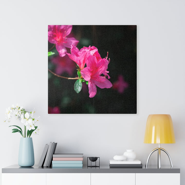 Standout Azalea - Canvas