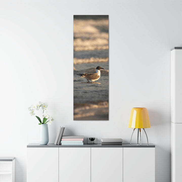 Laughing Gull in the Surf - Canvas