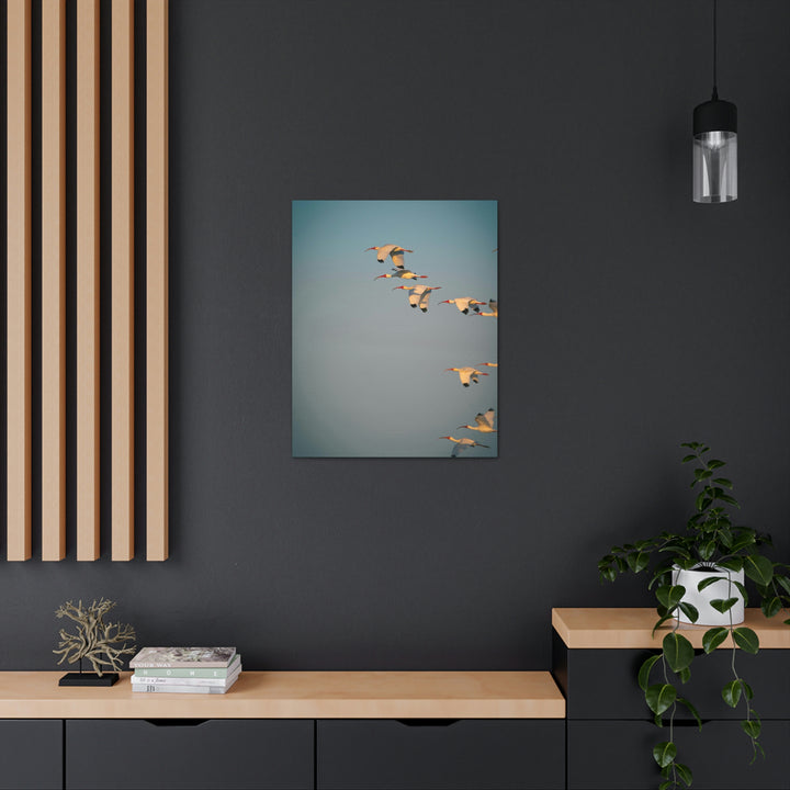 White Ibis in Flight - Canvas