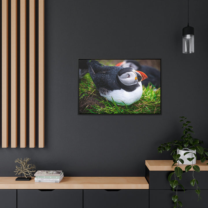 Resting Puffin - Canvas with Frame