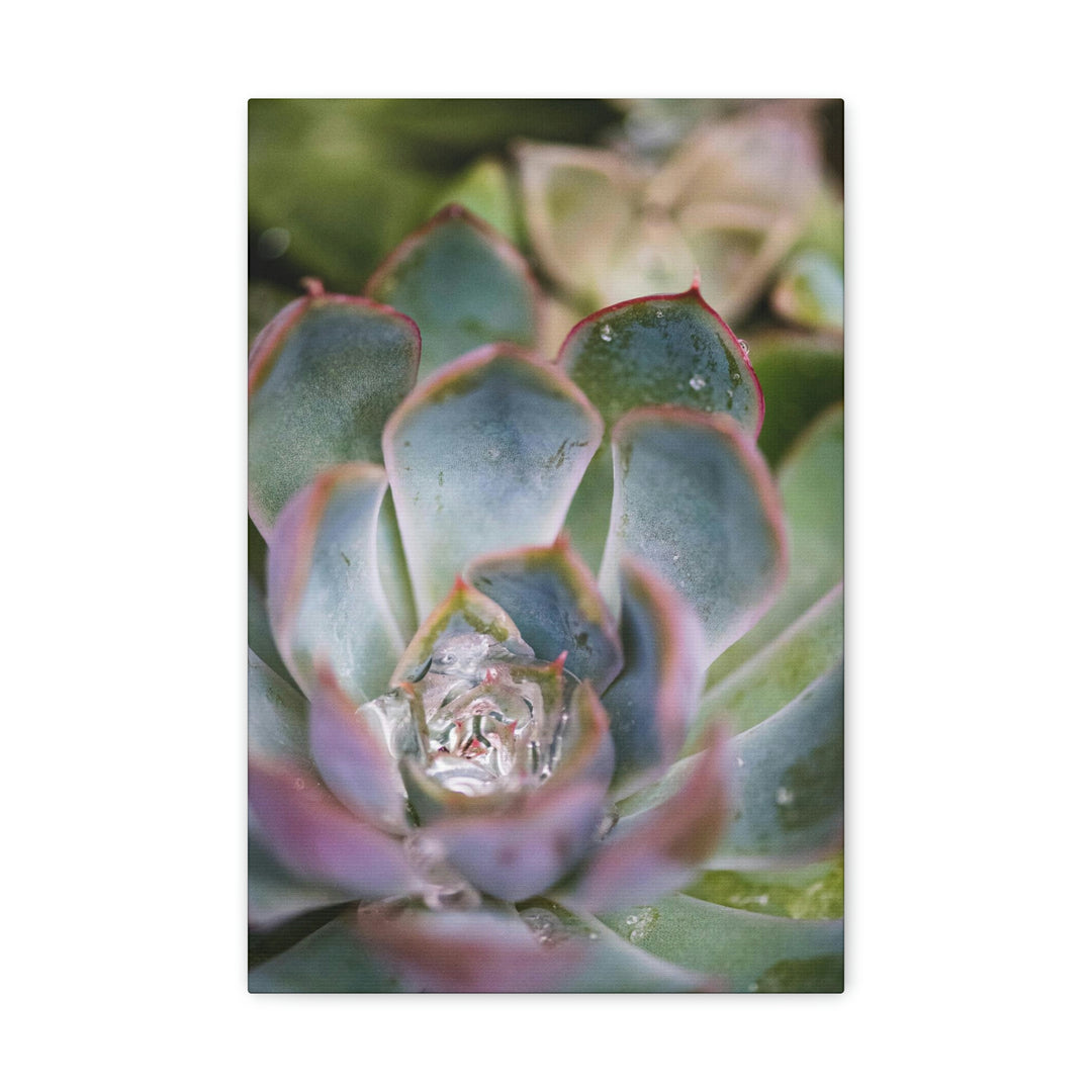 Stunning Succulent - Canvas