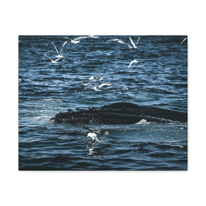 Humpback Hello - Canvas