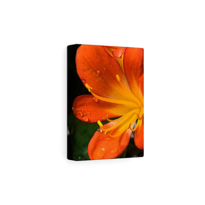 Bright Bush Lily - Canvas