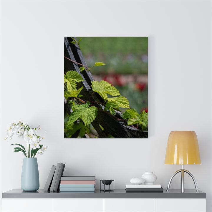 Ivy-Covered Fence - Canvas