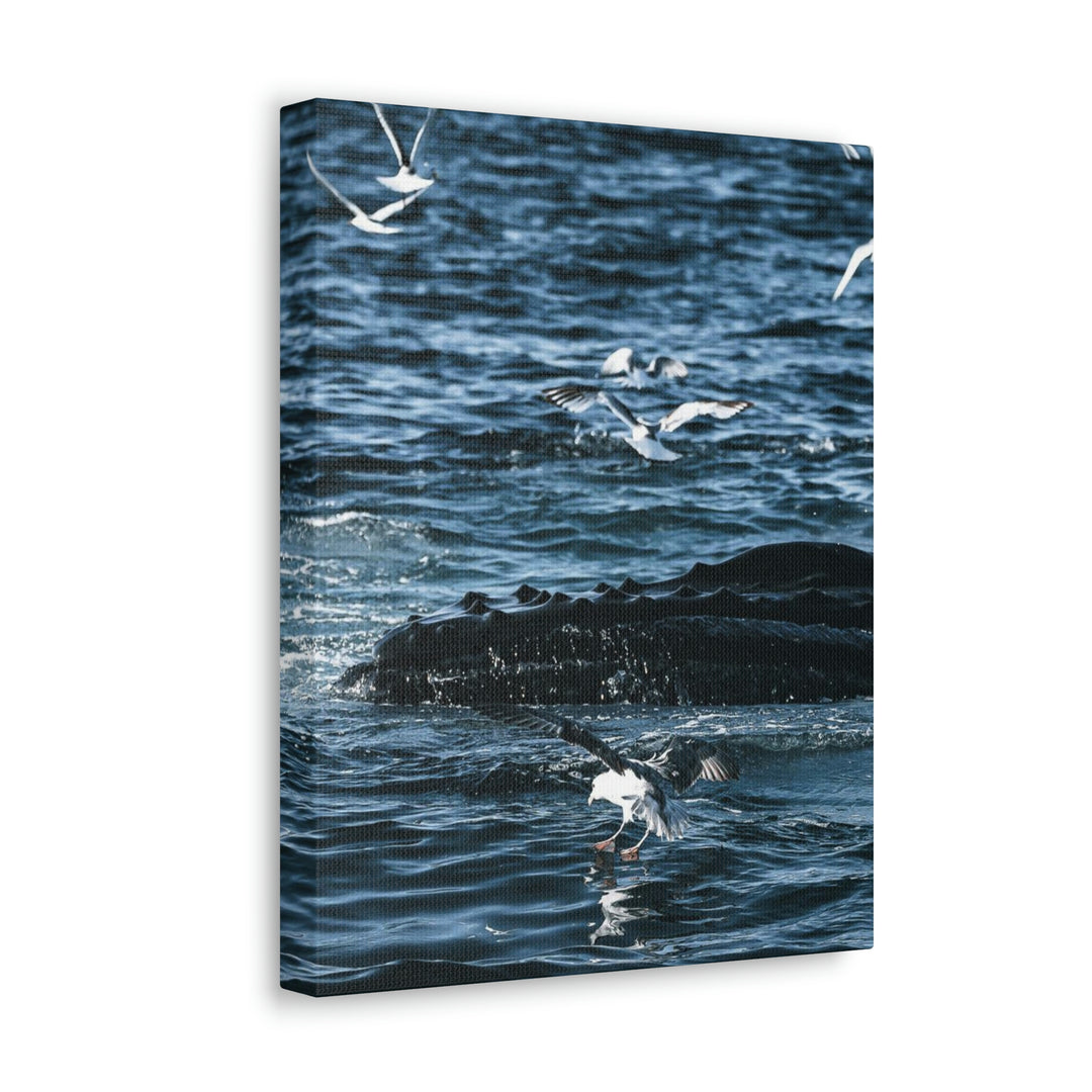 Humpback Hello - Canvas