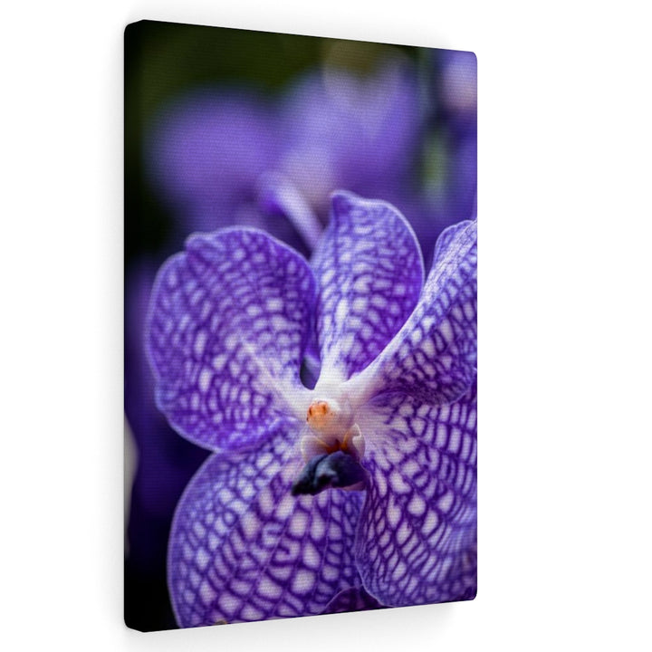 Orchid Detail - Canvas