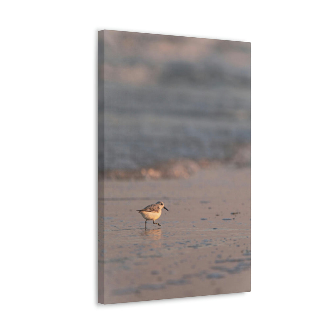 Sanderling in Soft Dusk Light - Canvas