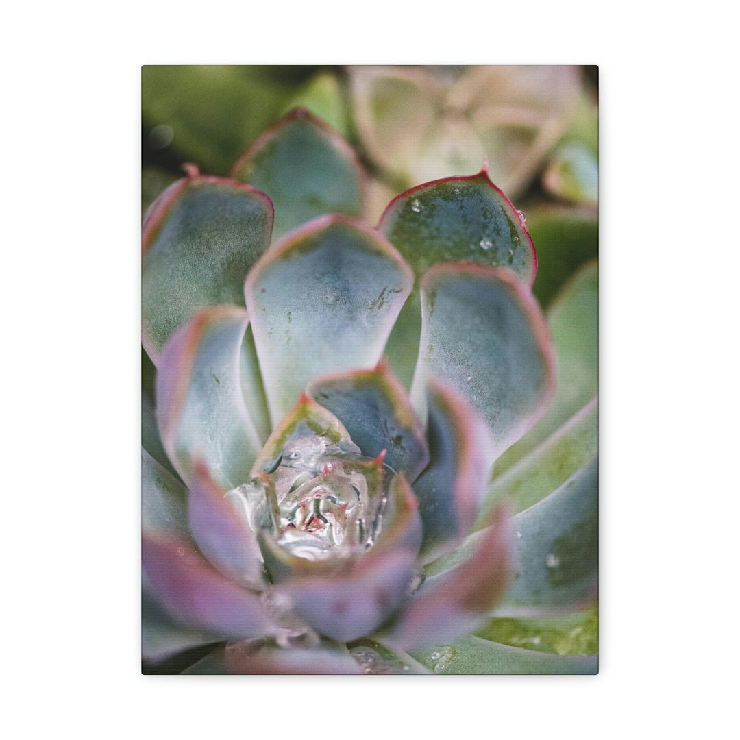 Stunning Succulent - Canvas