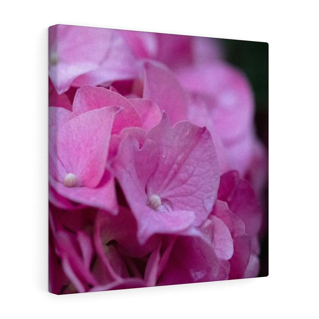 Pink Hydrangea Detail - Canvas