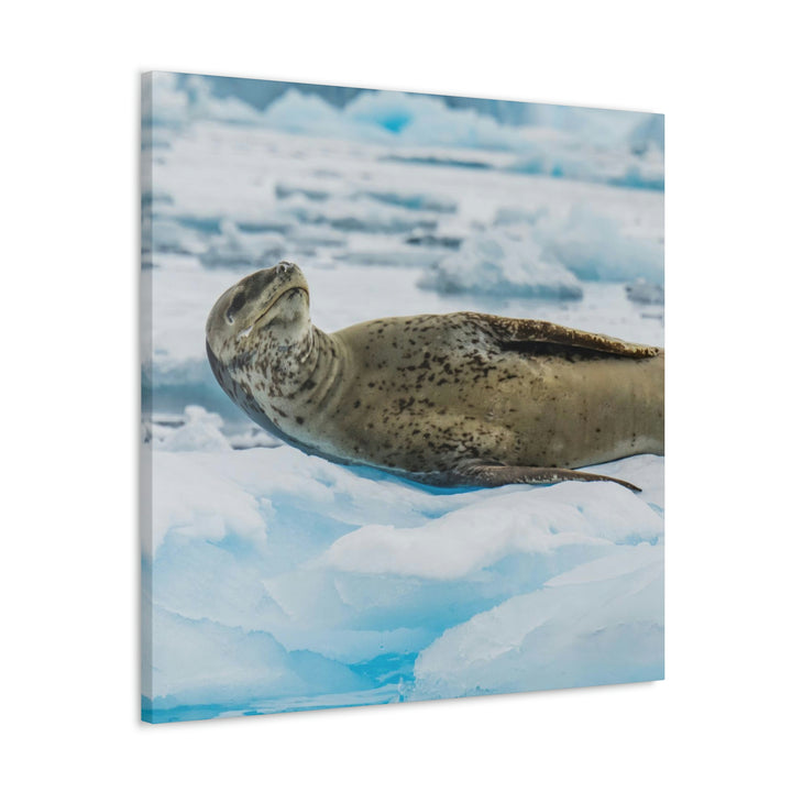 Leopard Seal Relaxing - Canvas