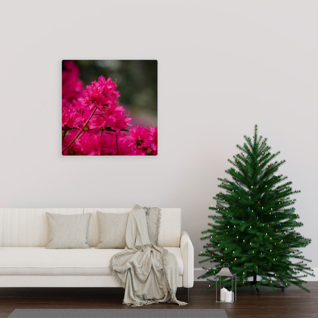 Full Bloom - Canvas