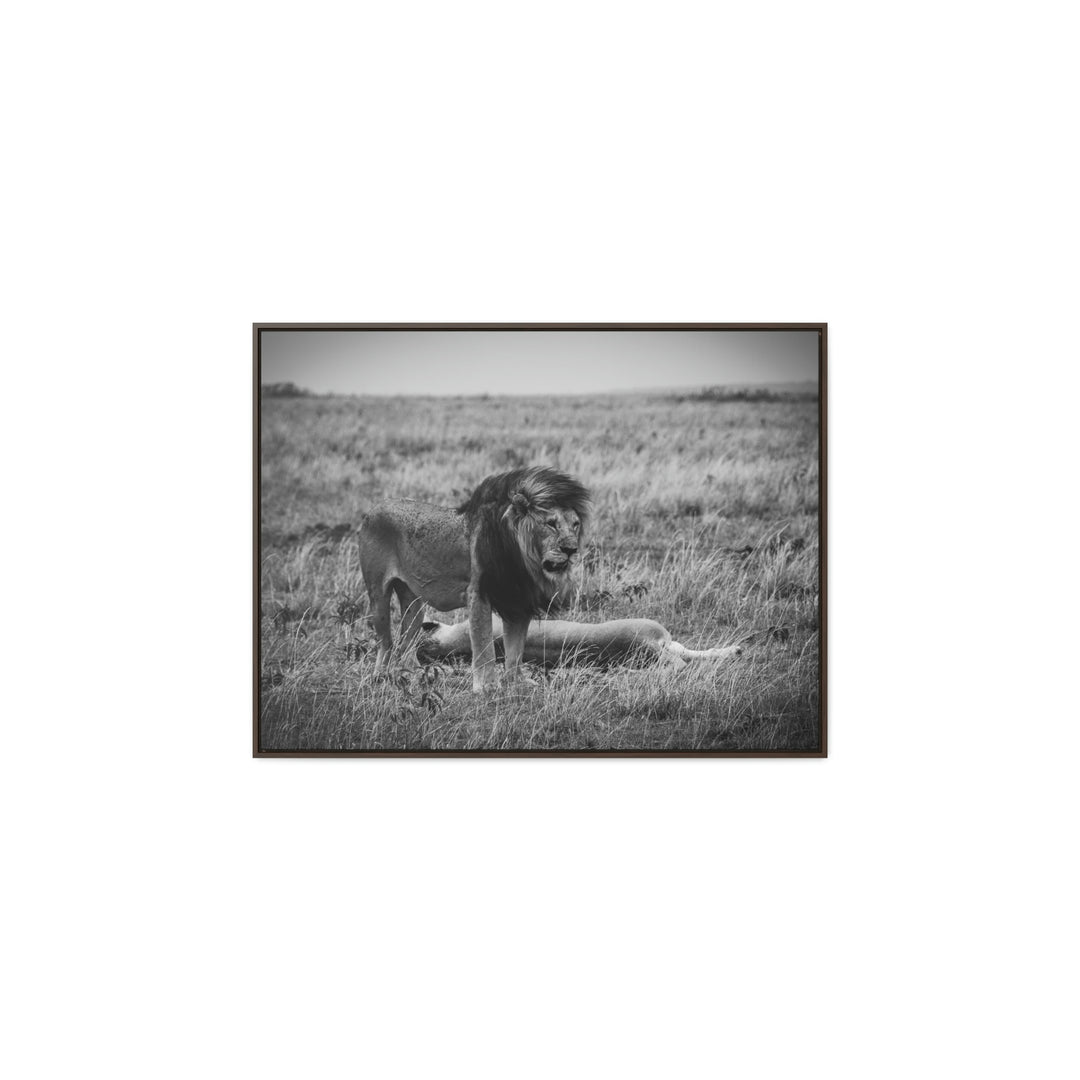 Mating Lions in Black and White - Canvas with Frame