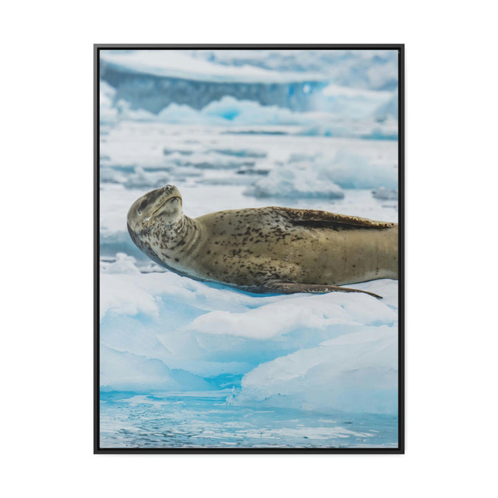 Leopard Seal Relaxing - Canvas with Frame