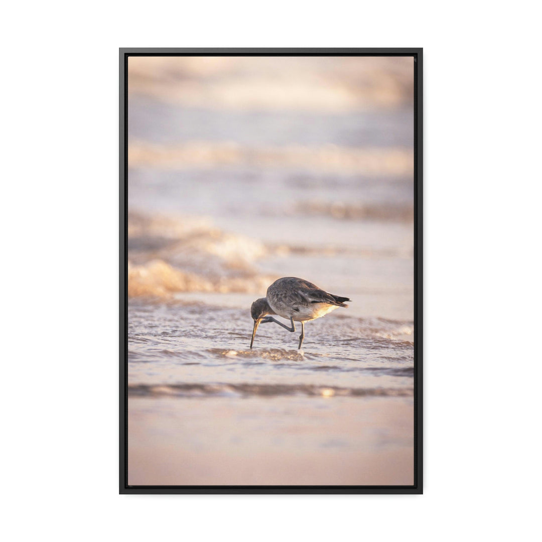 Willet Itch - Canvas with Frame