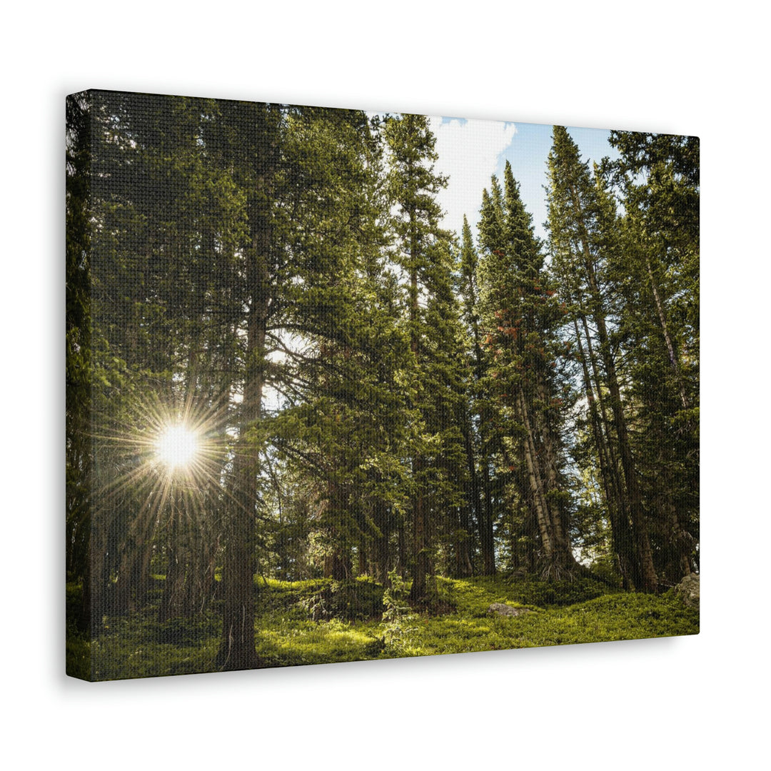 Forest Light - Canvas