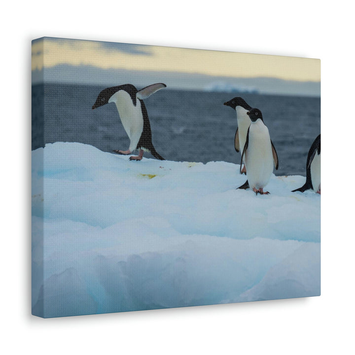 Penguin Dance - Canvas