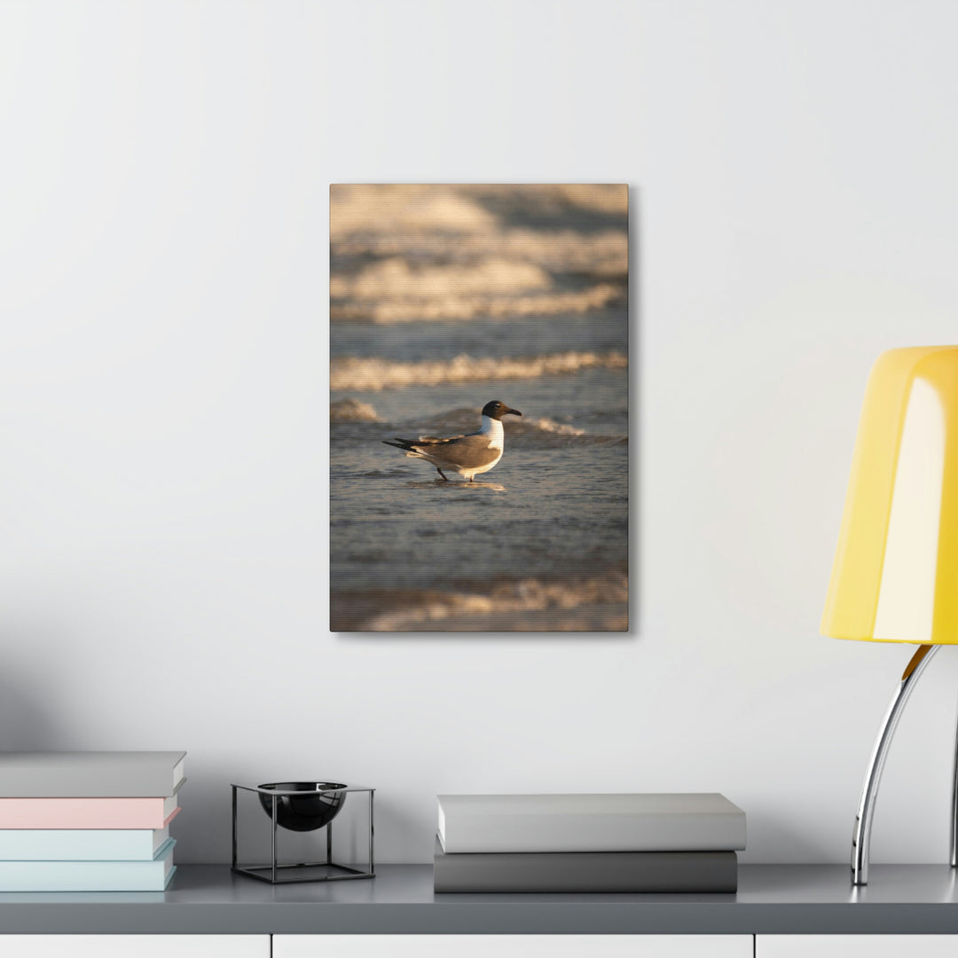 Laughing Gull in the Surf - Canvas