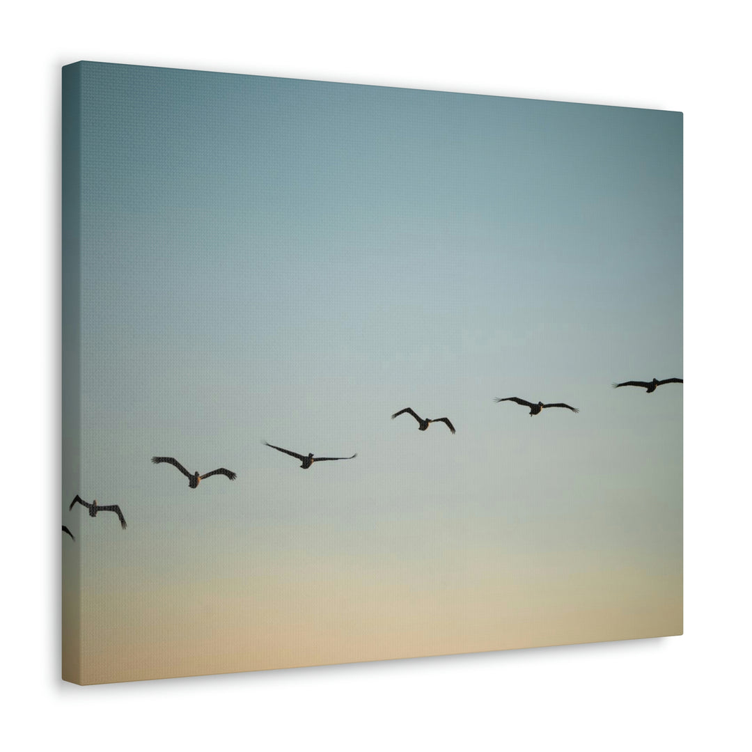 Brown Pelicans in Flight - Canvas