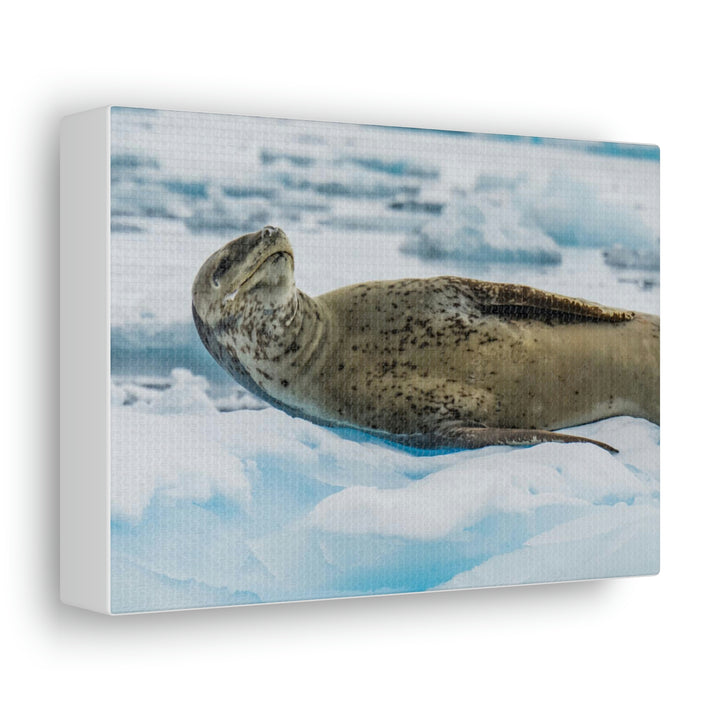 Leopard Seal Relaxing - Canvas