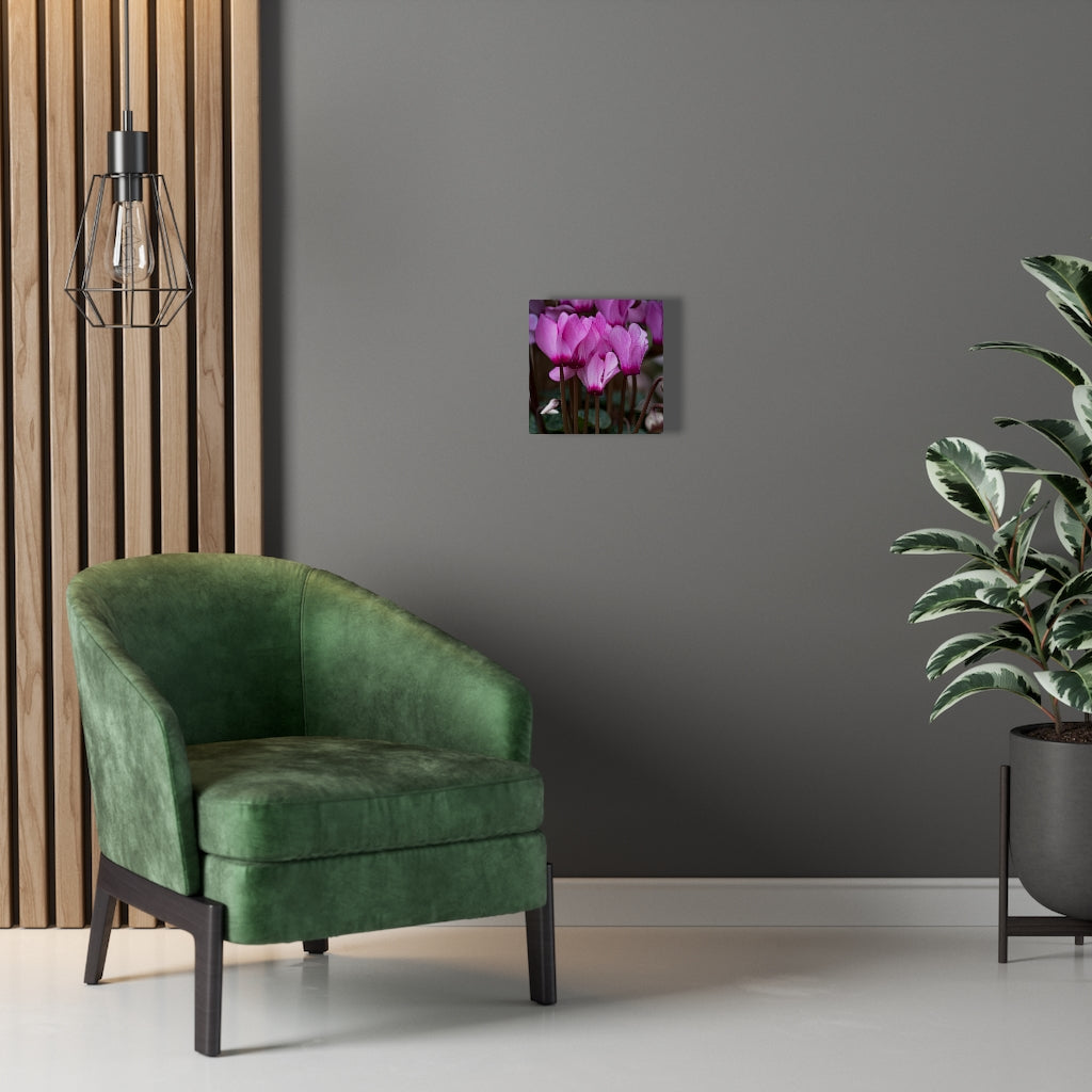 Cyclamen Reach - Canvas