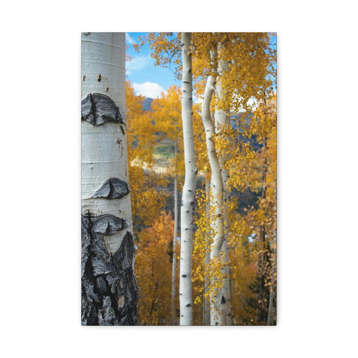 Aspens Changing - Canvas