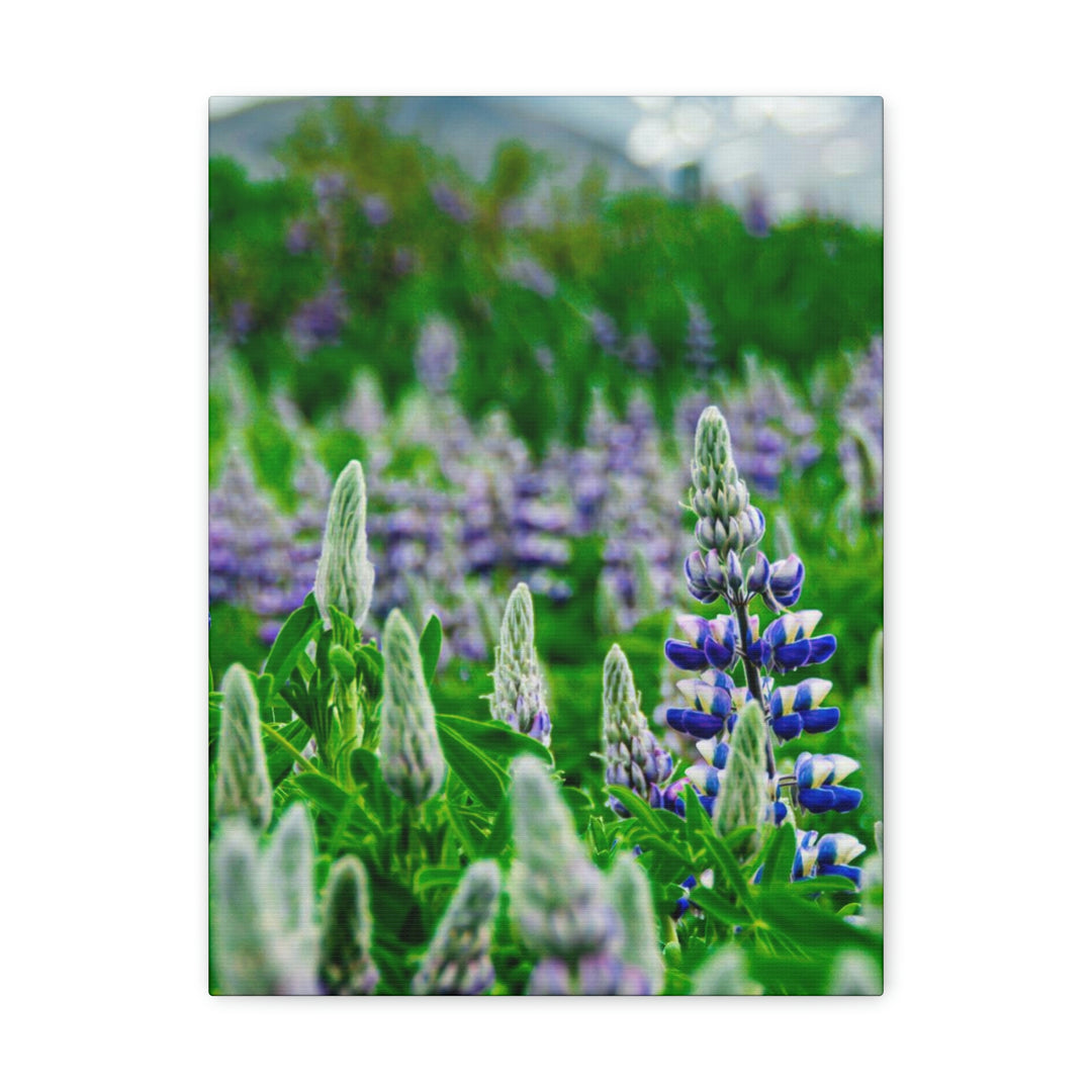 Glowing Lupin with Mountains - Canvas