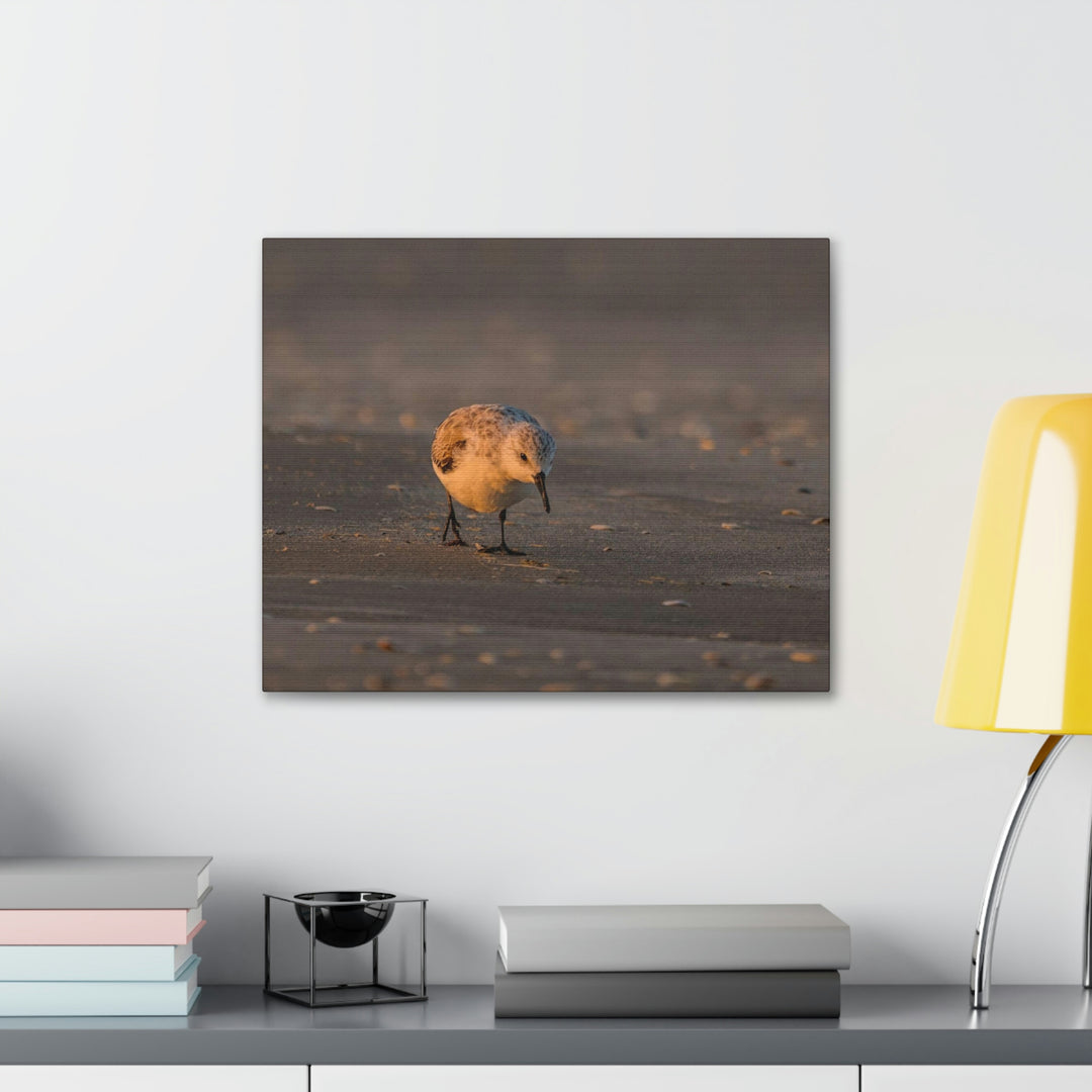 Feeding Sanderling - Canvas