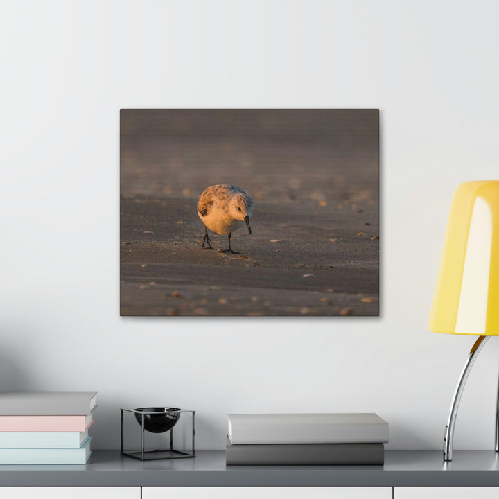 Feeding Sanderling - Canvas