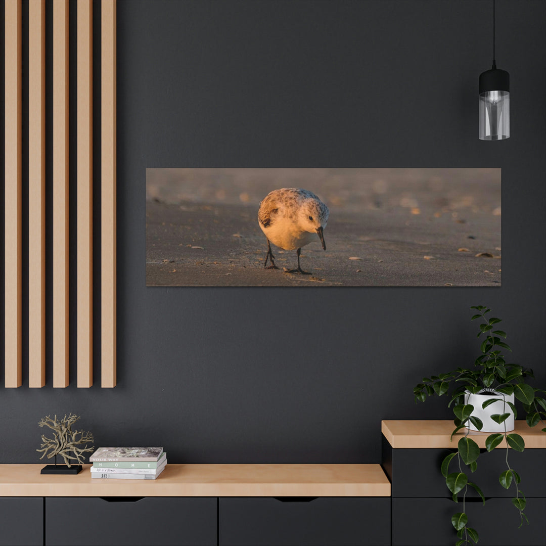 Feeding Sanderling - Canvas