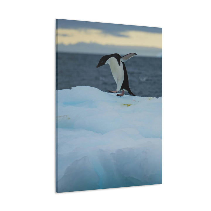 Penguin Dance - Canvas