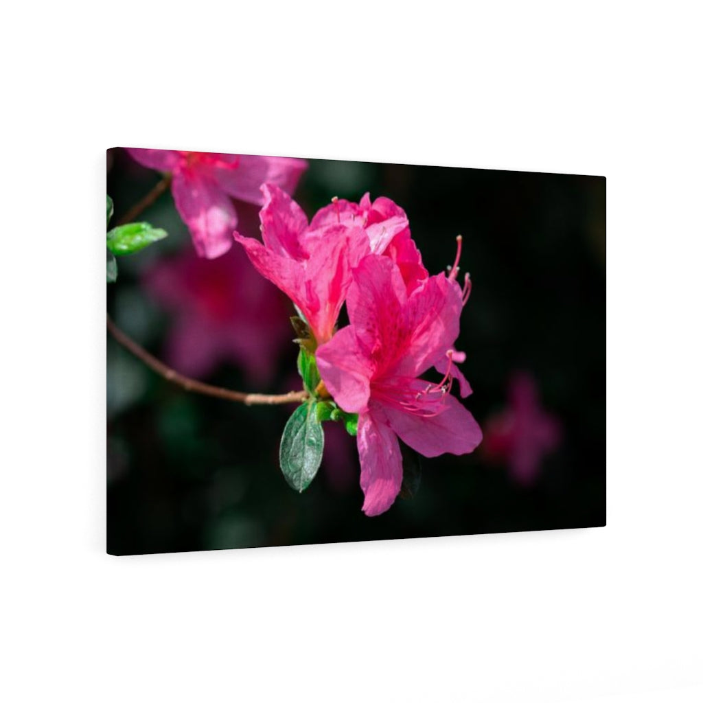 Standout Azalea - Canvas