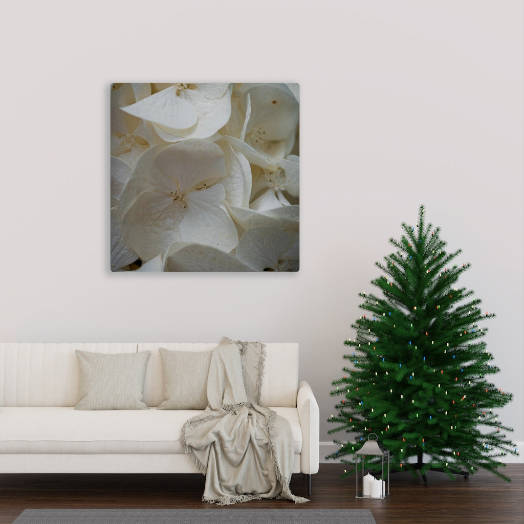 White Hydrangea Detail - Canvas