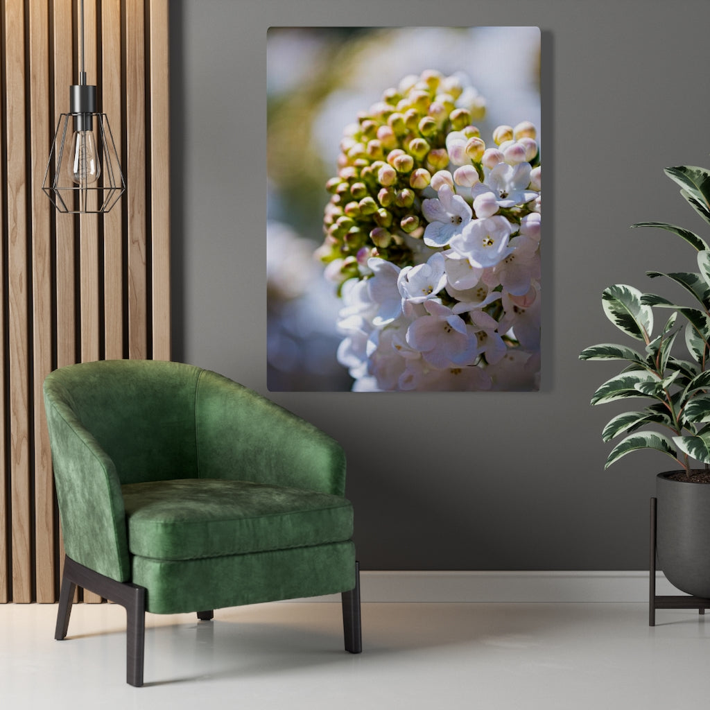 Mid-Bloom - Canvas