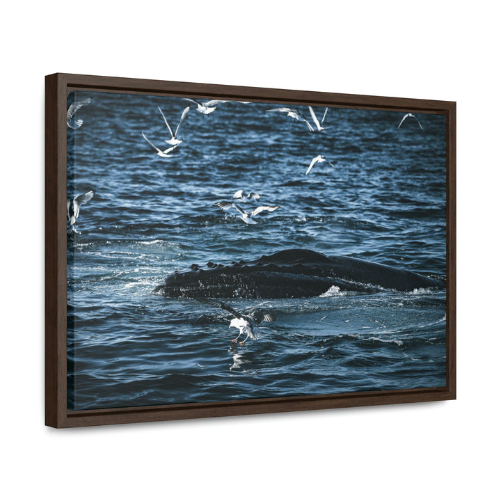 Humpback Hello - Canvas with Frame