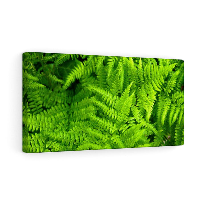 Ferns, Ferns, Ferns - Canvas