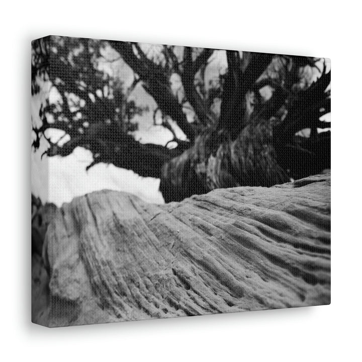 Desert Reach in Black and White - Canvas