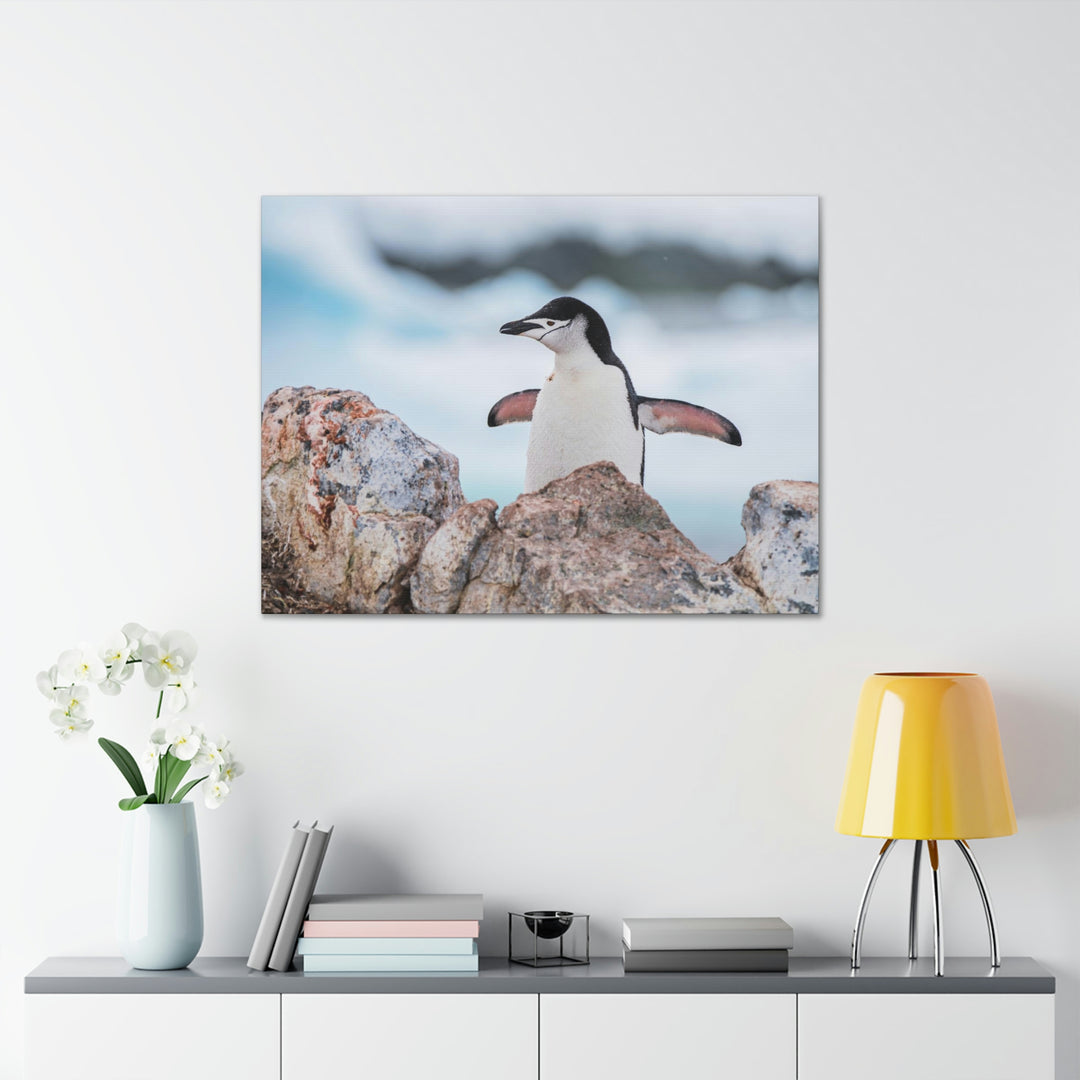 Stretched Penguin - Canvas