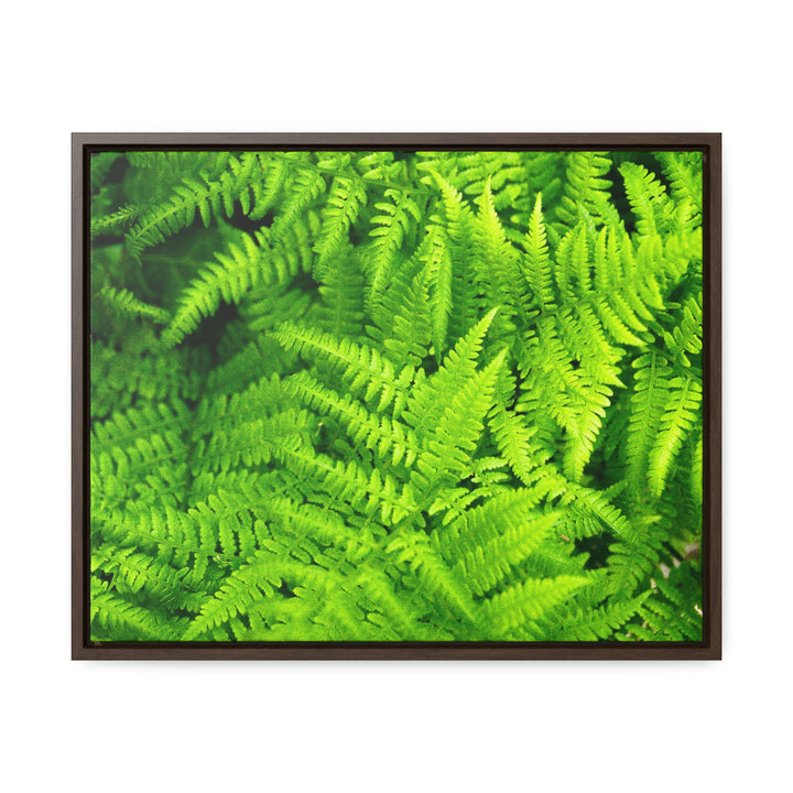 Ferns, Ferns, Ferns - Canvas with Frame