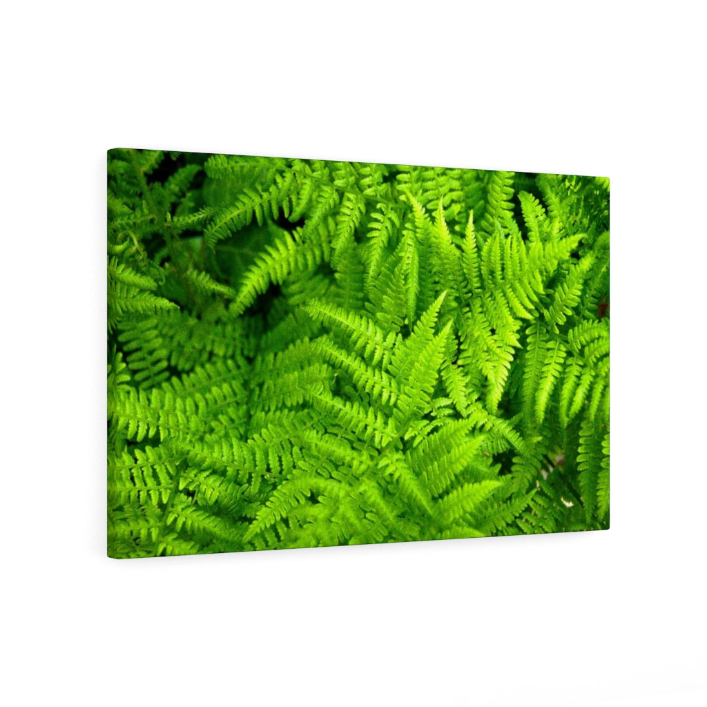 Ferns, Ferns, Ferns - Canvas