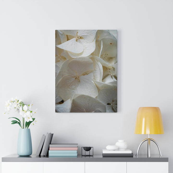 White Hydrangea Detail - Canvas