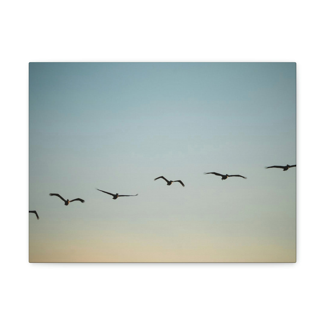 Brown Pelicans in Flight - Canvas